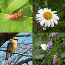 river plants and animals