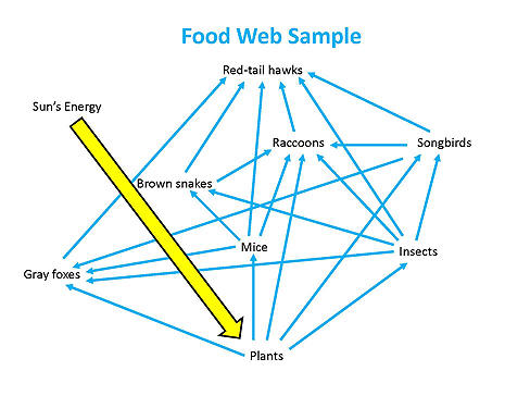 food web