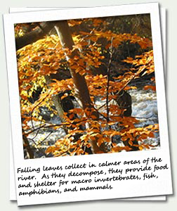 Leaf drop from trees along the river contributes to the food chain.