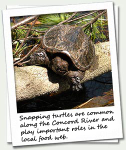 Snapping turtles (as seen here) and painted turtles are common along the Concord River and play important roles in the local food web.