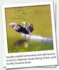 Double crested cormorant 