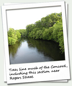 Here is a view of the Concord River Greenway (looking north from Rogers Street).�&nbsp;Notice how both sides of the river are lined with trees.�&nbsp;How are trees and other plants beneficial to the river ecosystem and community health?