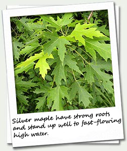 The unique leaves of a silver maple tree