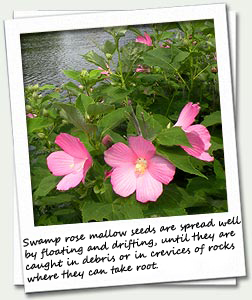 This beautiful, flowering swamp rose mallow plant can be found up and down the Concord River, even along fast-flowing shorelines and in sandy soil.�&nbsp;Its seeds spread well by floating and drifting along the shoreline until they become caught in debris or in crevices of rocks where they will take root.