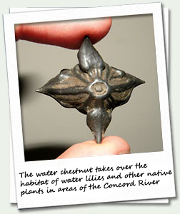 Water Chestnut shell