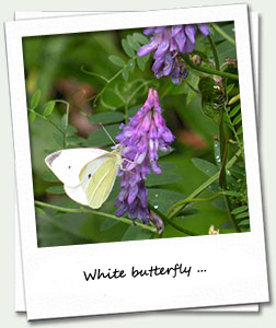 White Butterfly