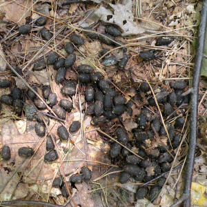 deer scat