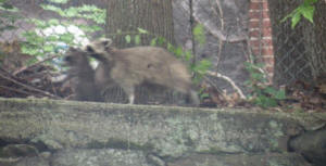 mother raccoon and her young