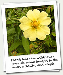 There are many benefits to having a river lined with plants from grasses and wildflowers, to vines, shrubs and trees.  